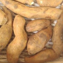 봉화 야콘 5kg 신선농장