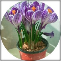 크로커스 구근 알뿌리화초 플랜테리어 꽃화분, 화이트, 1개