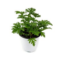 미스터허브 구문초 로즈제라늄 제라늄 모기퇴치식물 허브키우기, 02_구문초(중품), 1개