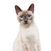 차량용 냉장고 미니 냉온장고 캠핑용 온장고 3Ratels CM29 사랑스러운 고양이 페르시아 Birman Bombay 영국, 06 CM29-6_03 30cm(11.81 inch)