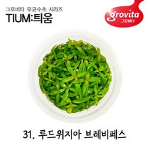 무균수초 루드위지아 브레비페스/무균배양/액상배지/
