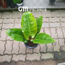 50~60cm 99 대엽콩고 중대품