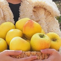 우주리테일 경북 재배 프리미엄 황금사과 시나노골드 가정용 대과 2kg 5kg 10kg, 시나노골드 황금사과10kg 23~24개