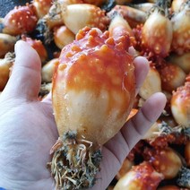 통영 활멍게 자연산 돌멍게 냉동 손질 멍게 깐멍게, 활멍게 대 1kg 6~8미