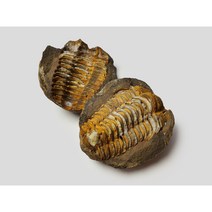 단괴형 플렉시칼리메네 삼엽충 화석 1쌍 / 고생대 화석 고생물 관찰표본 Trilobite fossil 이색수집품