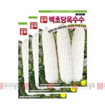 (옥수수씨앗종자) 초당 옥수수(VSC-03)(100립)