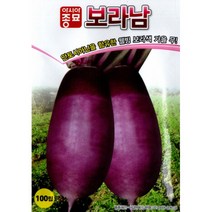 (씨앗) 보라남 - 보라색 가을무 - 맛잇는 동치미무 - 보라무 씨앗 종자 - 100립, 1개