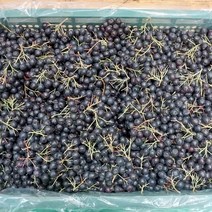 2022년 수확 햇 아로니아 생과 5kg 산지직송, 1박스