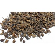 설탕단풍씨앗50g(300립)