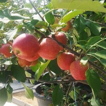 착한가격 나무생각 / 미니사과 / 알프스오토메 / R3 / 결실주