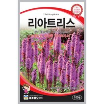리아트리트 꽃 씨앗 100립 / 다년생 국화과 아름다운꽃
