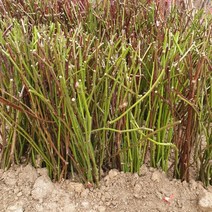 슈퍼블랙베리 (가시없는 복분자) 특묘목 1주, 본상품선택