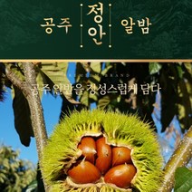 공주 정안 공주밤 햇밤 알밤 대 특대 GAP 2kg 4kg, 칼집밤 대 2kg, 1개
