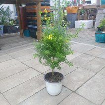 나인에잇틴 향긋한 애니시다 중품 야행화 노란꽃 30~50cm 109 야생화 공기정화식물, 1개