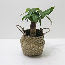 [M9AZ] 파키라(소) 키우기쉬운식물 해초바구니 9990001EA, 쿠팡뽀 본상품선택