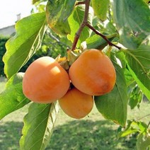 감나무모음, 감나무(태추단감)*R2, 9999개