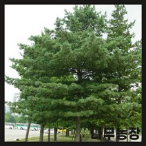 (나무농장) 잣나무 1.2m 분