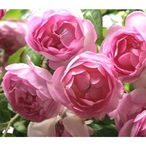 독일장미 사계장미 넝쿨장미 덩굴장미 장미 묘목 땅장미 줄장미 덩쿨장미 플로렌티나 자스미나 키스미케이트 아마데우스 라듸오 사하라 오클라호마 스니왈츠