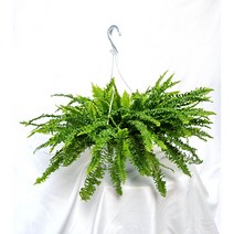 보스톤고사리 행긴 Boston fern 인테리어 플랜테리어 공기정화식물 중형 대형 풍성한식물 서비내 서비야드 서비야드플라워아울렛