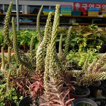 묘목/모종 와송 포트 5개 R0372