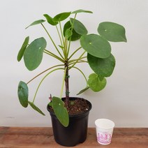 [용이네 화원] 꿈을 이룬 필레아페페 목대 중형 280 농원