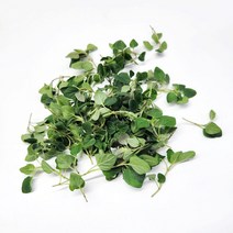 야채24닷컴 오레가노 허브 생잎 100g, 1개