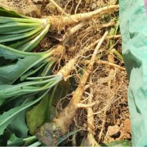 [부자밥상] 국산 노지 고들빼기 쌈싸름한 꼬들빼기 중량별 가성비!, 생고들빼기2kg, 2kg, 1개