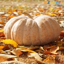 늙은호박 국산 생 맷돌호박 황금호박 노란 호박 특상품 임산부 출산후 수술후 다이어트, 4박스, 3kg~3.9kg