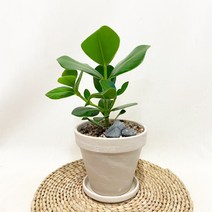 크루시아 독일토분세트(화이트), 크루시아 독일토분세트(플라스틱 받침)