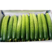 싱싱한 백오이 백다다기오이1kg 2kg 3kg 5kg, 백오이(특)2kg내외