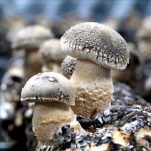 [젊은농부] 송화버섯 1키로 일반형1kg 할인+티백10개입증정 국내산무농약 당일수확 오후발송익일도착 선물용, 일반형