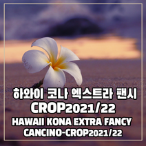 (커피생두) 95 하와이 코나 엑스트라 팬시 1kg, 1개