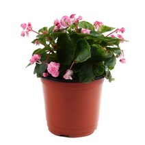 기타 바보사랑[미미네아쿠아] 미미네가든 팝콘 베고니아 (핑크) 1포트 - 공기정화, 단품, 1세트