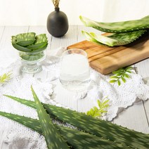 웰빙알로에 친환경 유기농 알로에 사포나리아 1kg (잎 3~4개)