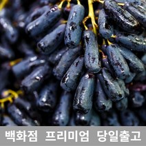 [특등급선별] 블랙사파이어500g 가지포도 크림슨 샤인머스켓 청포도 샤인머스캣 수입포도 김천샤인머스켓 포도가격 씨없는포도 거봉포도 씨없는청포도 애플포도 코튼캔디포도 캠벨포도, 500g