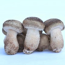 [명절대박할인]젊은농부 송화버섯 1키로 면역력 노마진 농장직영 맛과향 비교불가 당일수확 실속형 영웅버섯 시식가정용 1월 18일 3시마감 25일배송시작, 실속형500g
