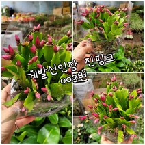 게발선인장 진핑003 특랜덤 공기정화식물/미세먼지/공기정화효과 공기정화식물