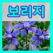 꽃씨몰 꽃씨 봄 파종 여름꽃씨 가을 노지월동 다년생 야생화 양귀비 종자 꽃씨앗, 404.보리지씨 1g(허브)