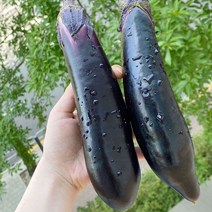 국내산 싱싱한 축양가지 5kg-반찬 볶음 조림