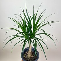 내뜰에 드라세나 드라코 dragon tree Dracaena draco