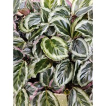 무배특가 플랜츠펙토리 칼라데아 샤이닝스타 소품 반려식물 10-25cm 69, 1개