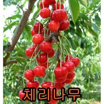 체리나무 접목1년 1그루+앵두나무 접목1년 1그루 나무 묘목 나무판매 묘목판매