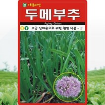 두메부추 씨앗 두메부추 씨 종자 100립
