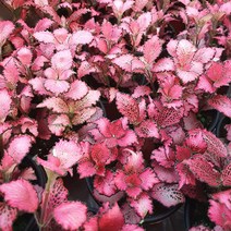 꽃무리농원 [초화]피토니아-레드스타, 1개