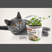 고양이 헤어볼배출 무공해재배 귀리씨앗 캣그라스 고양이식물재배 캣닢 국산마따따비 캣닢재배