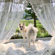 마마즈홈 캠핑 차박 감성 차량용 트렁크 차박 레이스커튼, 로즈레이스, 1장