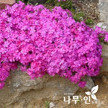 [나무인] 꽃잔디 진분홍 50포트, 1개