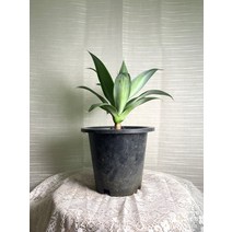 아가베 아테누아타 중대품 30~50cm 169, 1개