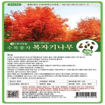 복자기단풍나무20g