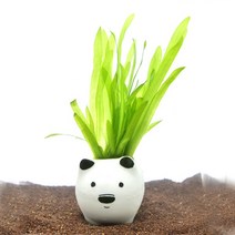 수초-흰둥이 포트 발리스네리아-귀여운 수족관 꾸미기